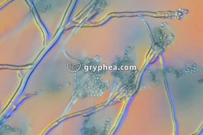 Penicillium  - Conidiophores et conidies x100 - gryphea.org